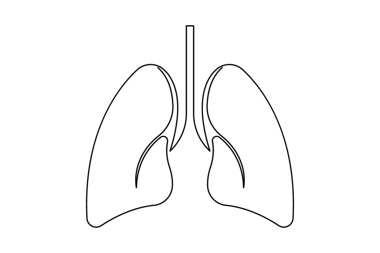 Anatomical human lungs continuous one line drawing illustration. Dynamic medical internal anatomy concept vector