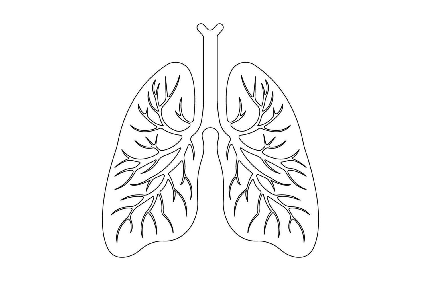 Anatomical human lungs continuous single line art drawing illustration. Dynamic medical internal anatomy vector