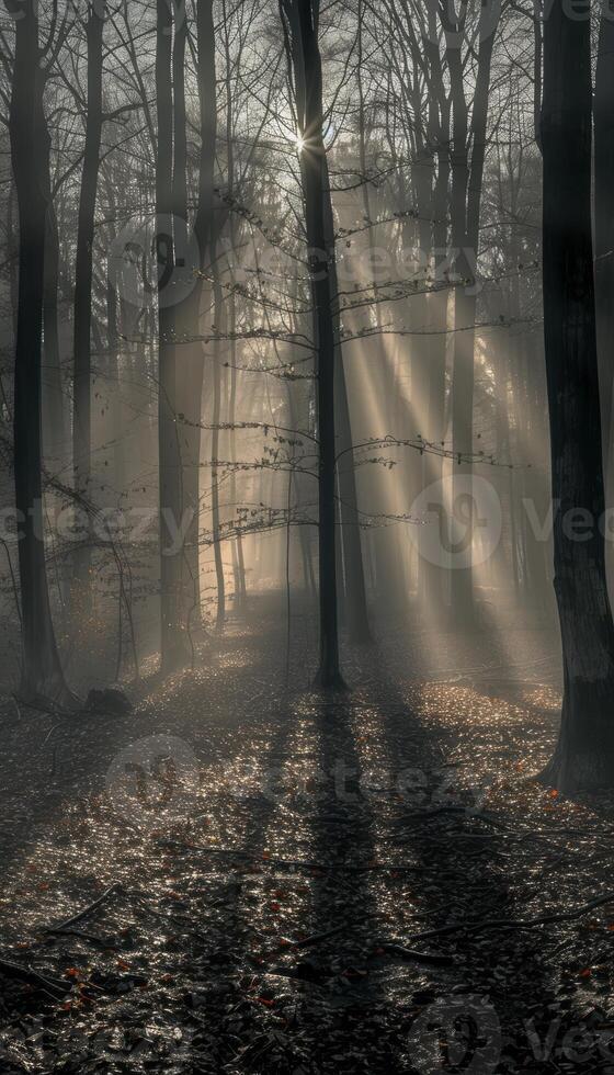 Ethereal Dawn. Sunlight Streaming Through a Misty Forest Creating Light and Shadow Patterns photo
