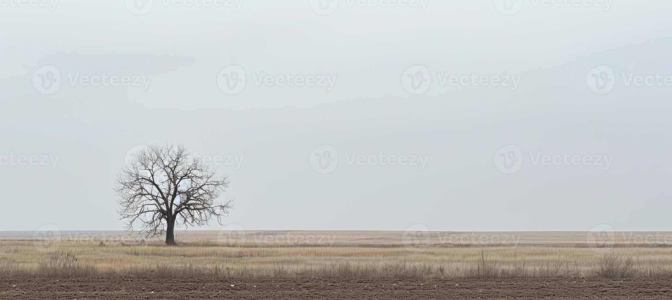 Solitary Tree in Minimalist Landscape Under Overcast Sky for Design and Print photo