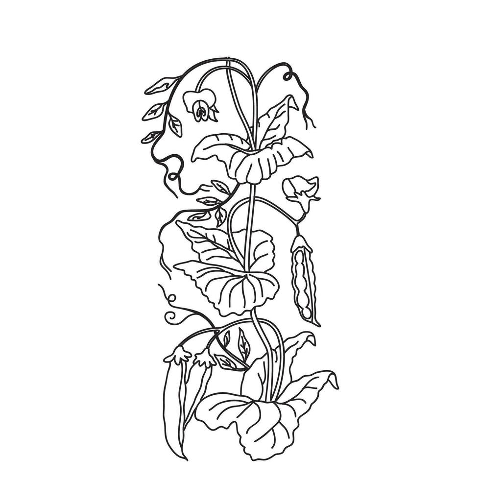 Botanical Line art drawing of growing peas on branches with leaves and pods isolated on white background. Hand drawn outline doodle plant with stems and vegetables illustration. Graphic design vector