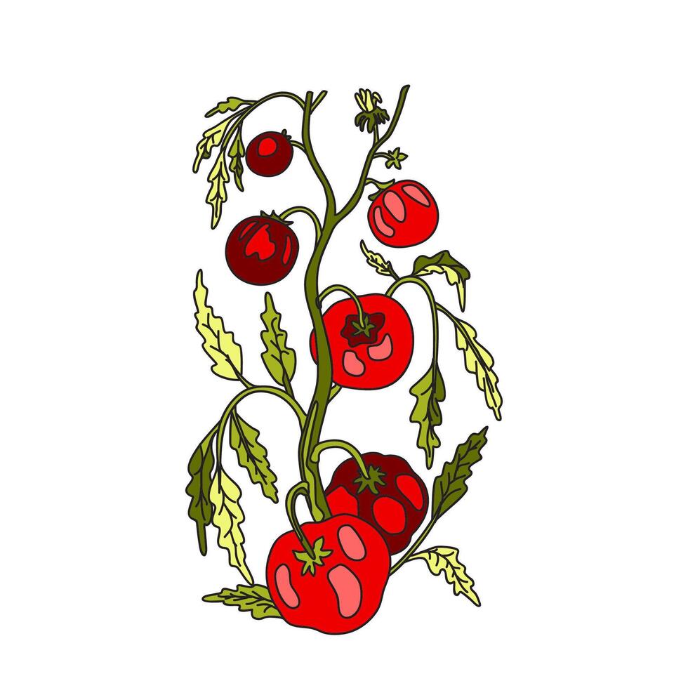 Botanical drawing of growing tomatoes on branches with leaves and fruits isolated on white background. Hand drawn colorful cartoon plant with stems and vegetables Tomato illustration Design vector