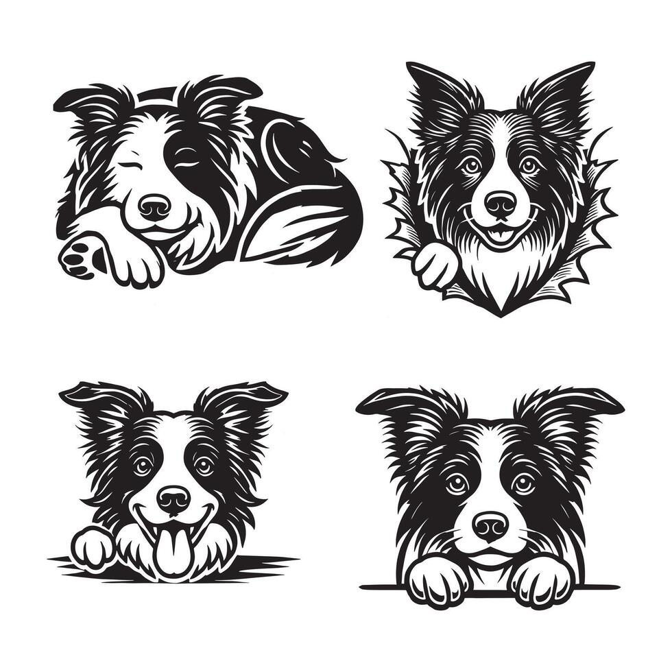 The Playful Nature of a Border Collie vector