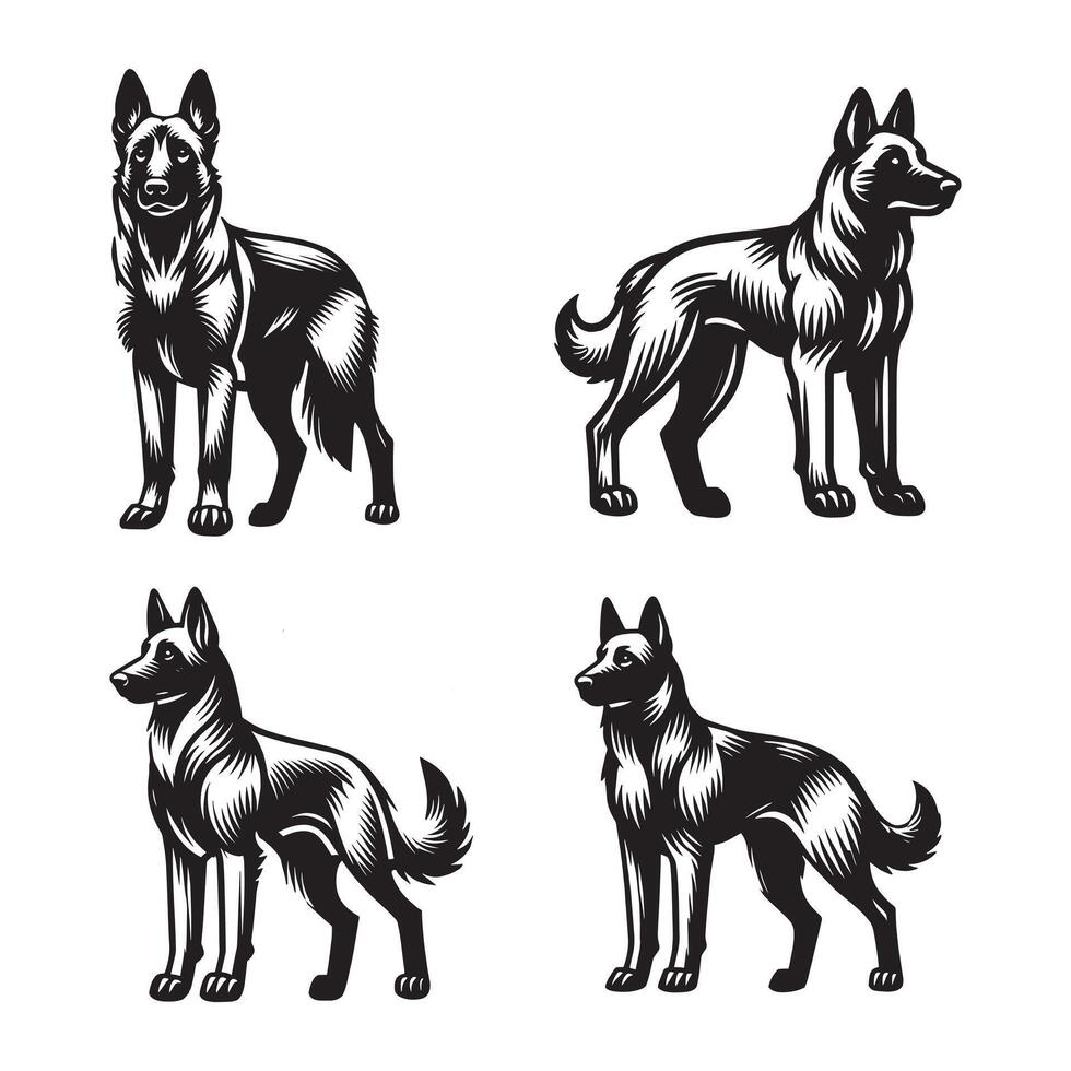 The Agile Border Collie vector