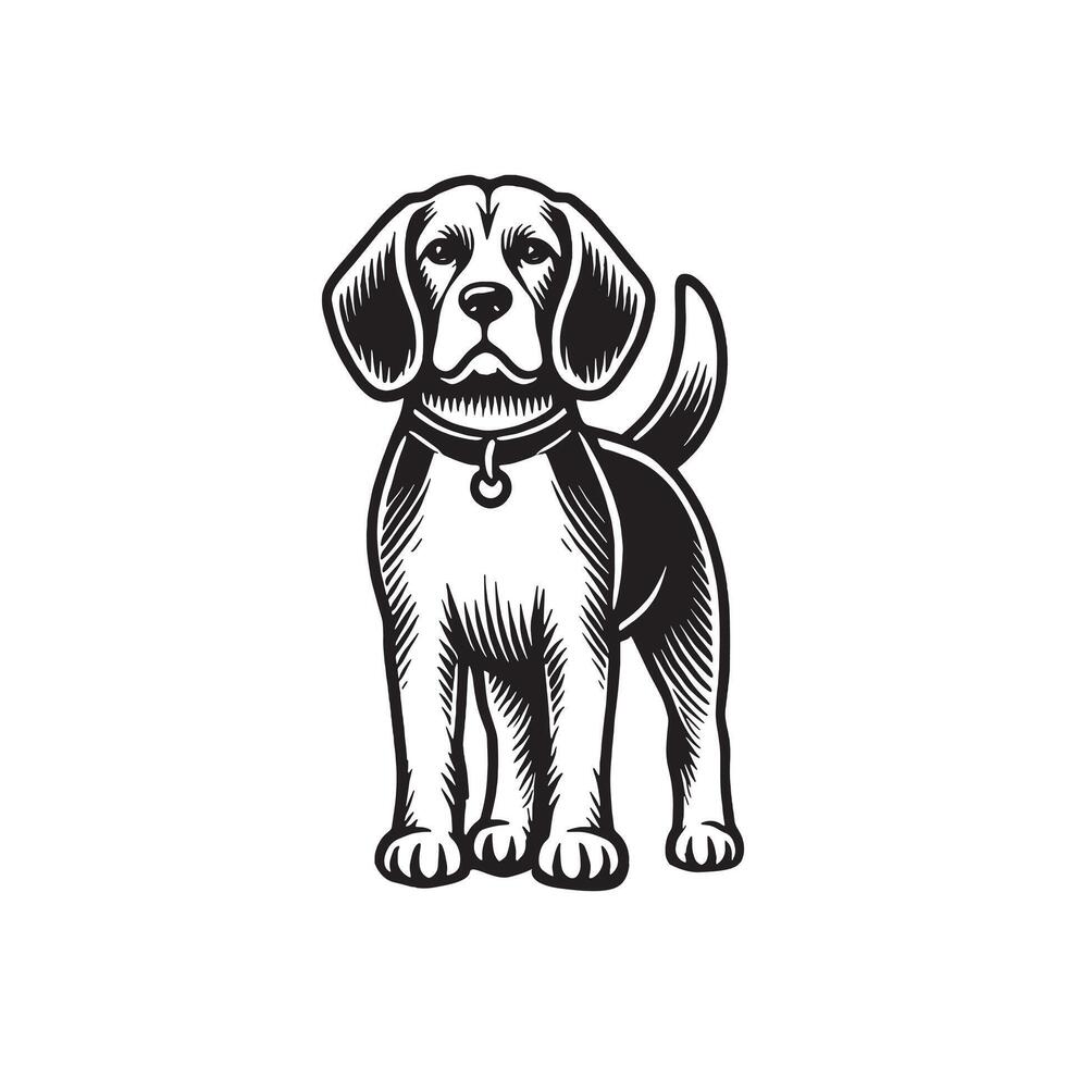 Curious Beagle Standing Tall vector