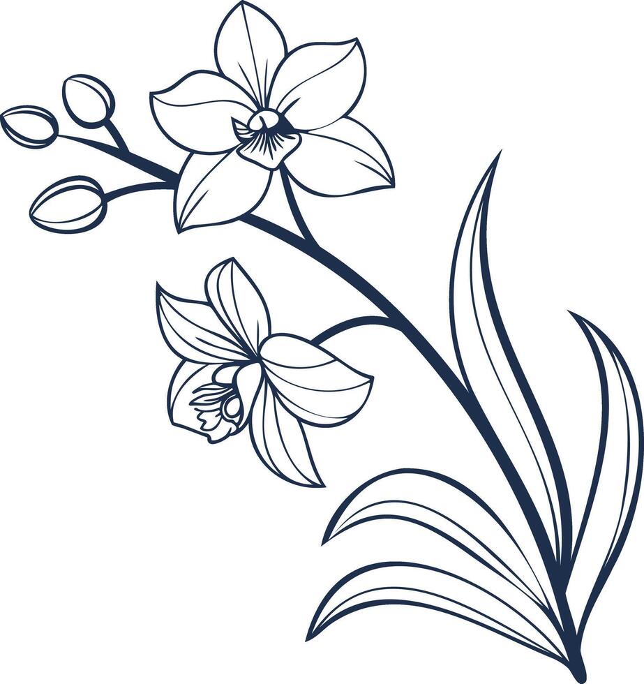 Orchid Line Art Illustration Drawing Elegant Floral Blossom Outline Monochrome Design Element Isolated Botanical Graphic vector