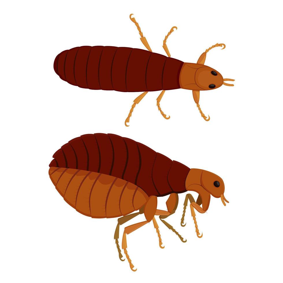 Flea insect pest parasite in top and side positions causing plague and spreading diseases, attacking pets, farm animals and humans vector