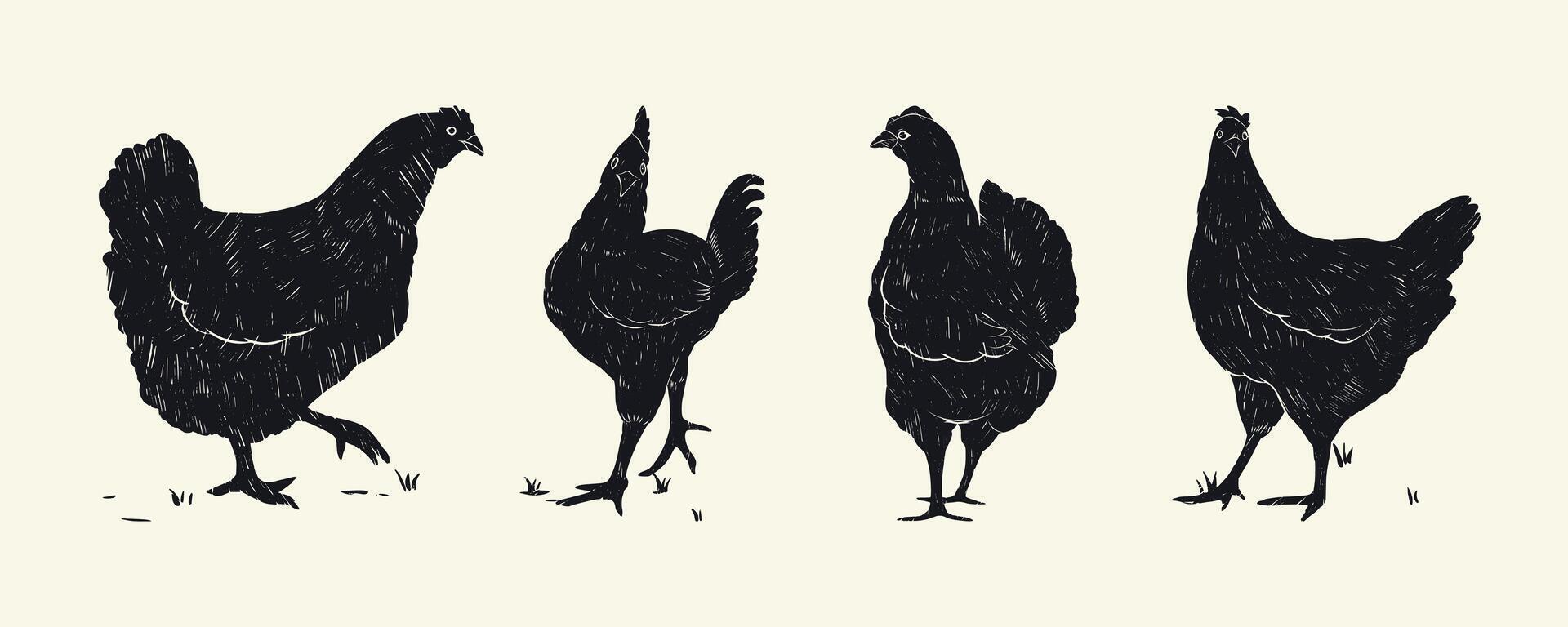 Collection of Pencil Drawing of Vintage Chickens. Grunge designs of hens with subtle grainy texture. Cartoon hand drawn birds vector
