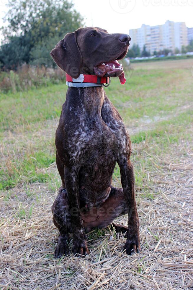 A dog sitting on the ground photo