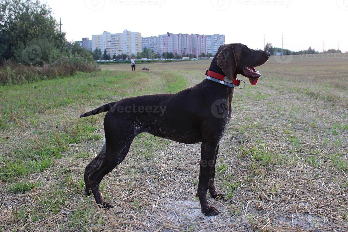A dog standing in a field photo
