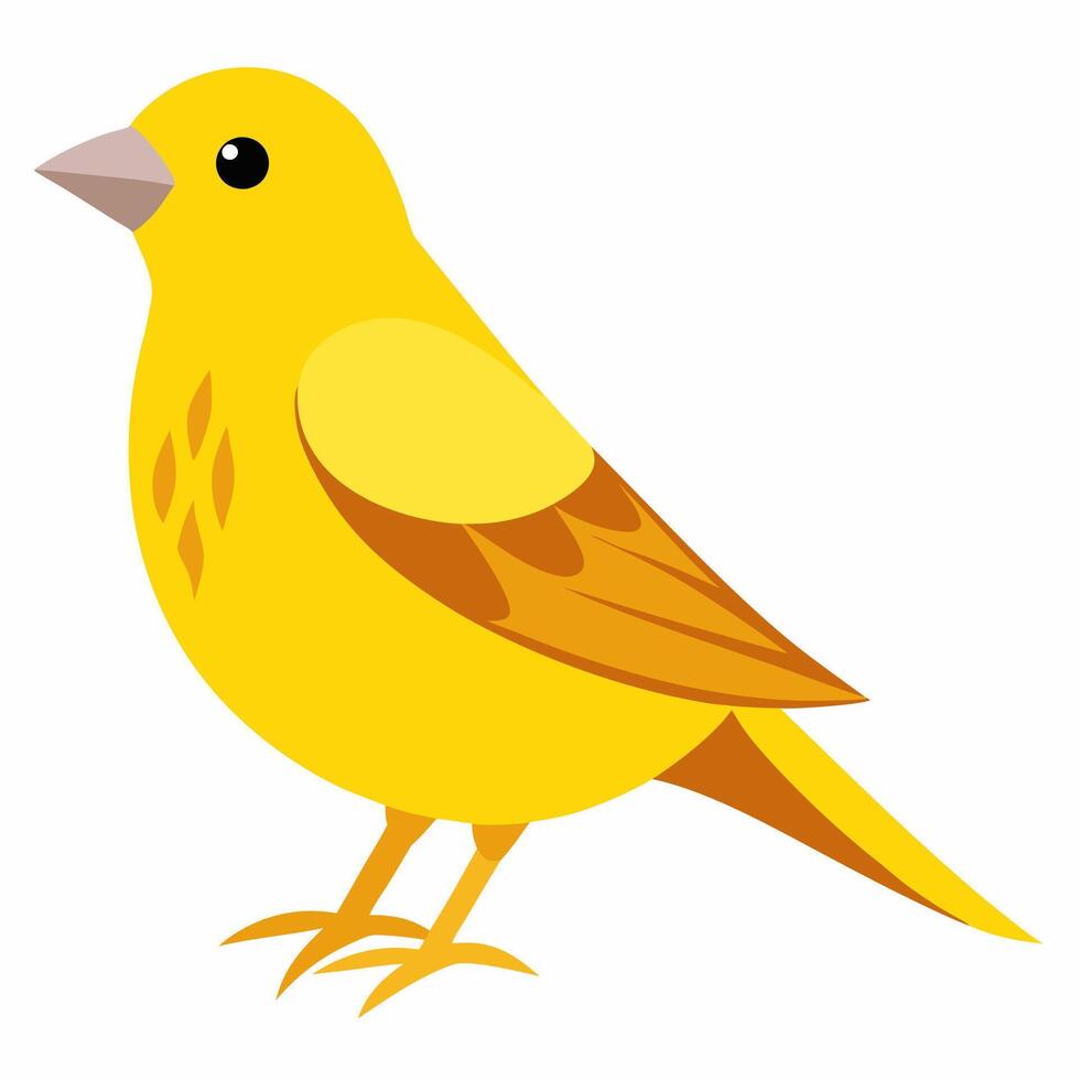 A bright yellow canary bird. Songbird illustration isolated on white background. Suitable for education poster ornithology ,children's books. vector