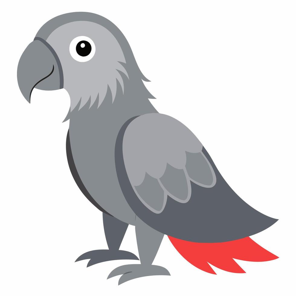 African Grey Parrot. Cute bird with red tail and gray feathers.African Grey Parrot.Tropical birdie from Africa. Exotic fauna. Suitable for education poster infographic guide catalog, children's books vector