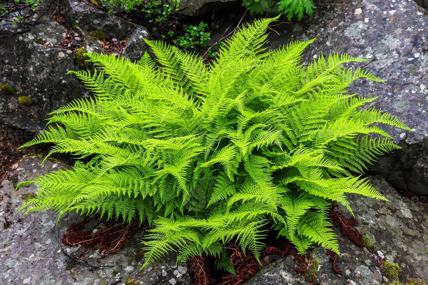 Bright green fern growing between rocks in a garden photo