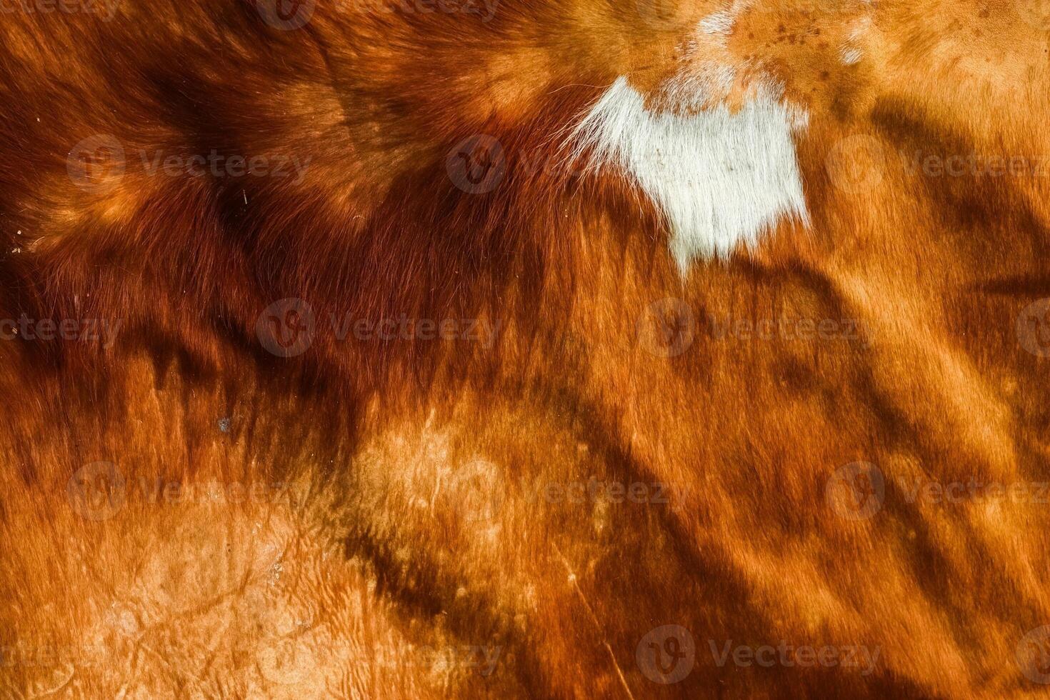 Brown and white cowhide fur showing soft texture photo