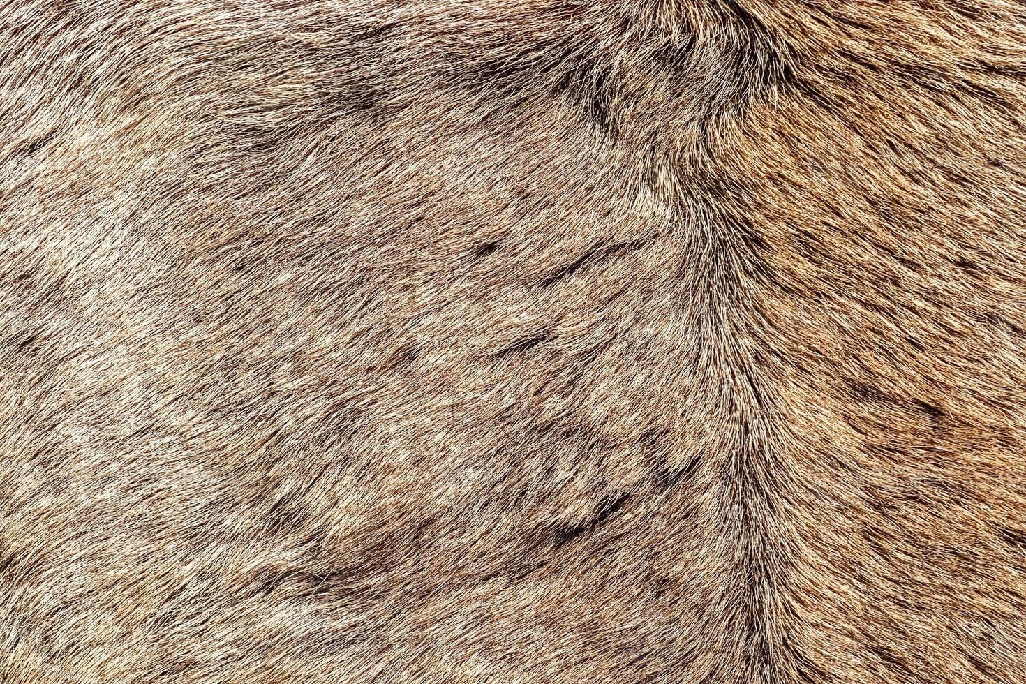 Close up of brown animal fur texture creating soft background photo