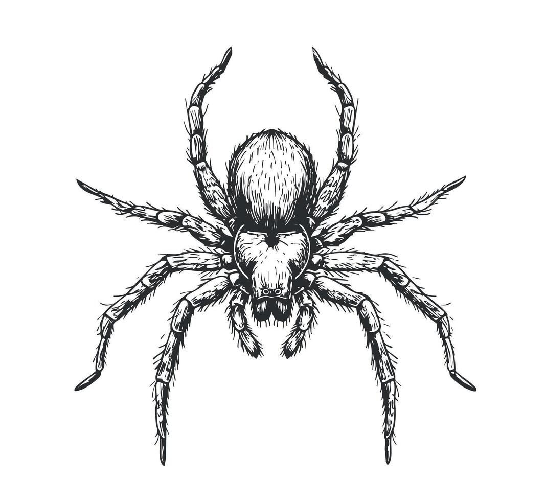 Spider sketch hand drawn illustration, insects vector