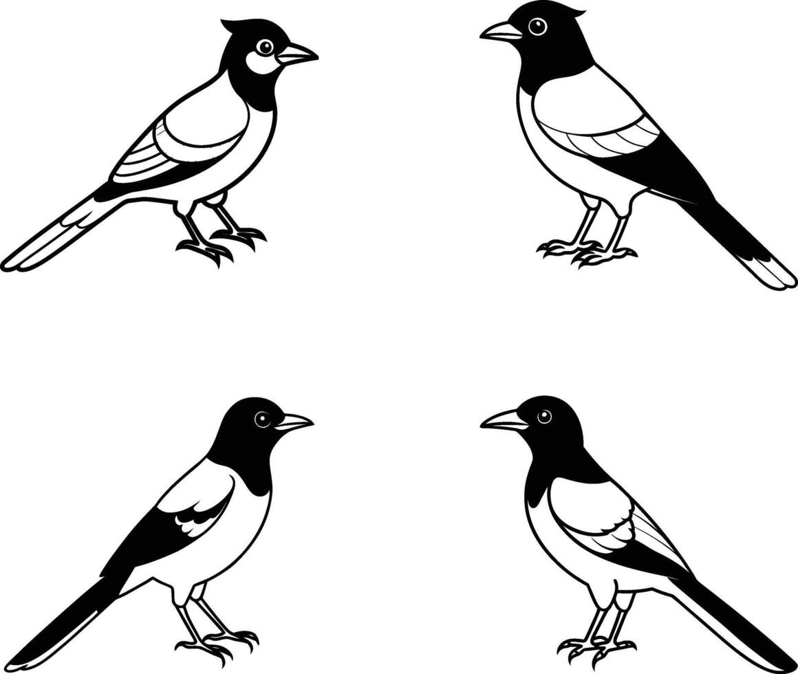 Black and White Stellar Jay Bird Line Art Illustration Set vector