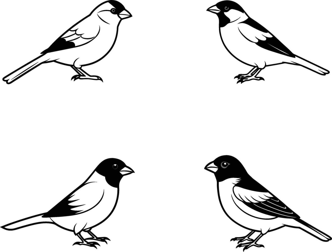 Sparrow Bird Line Art Illustration Set vector
