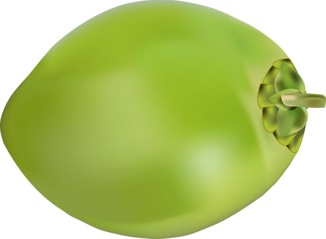 illustration of a green coconut design on a white background vector
