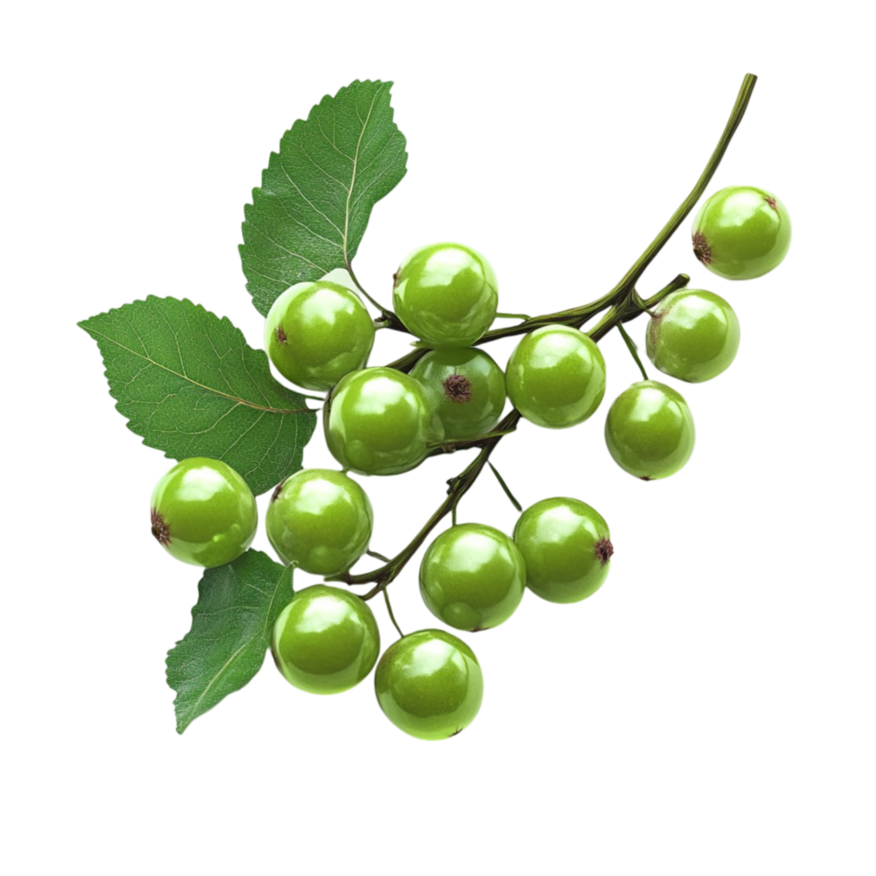 Green Berries on a Branch with Natural Texture png