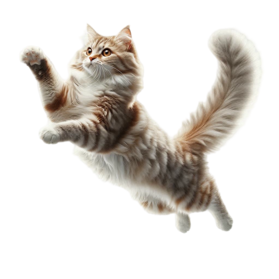 Jumping Kitten in Air png