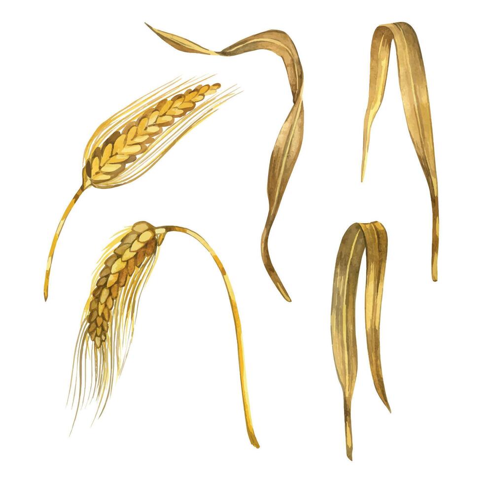 Wheat, rye, ears, wheat leaves hand-drawn in watercolor. Set of watercolor illustrations. Suitable for printing on fabric, paper, for product packaging design, bakeries vector