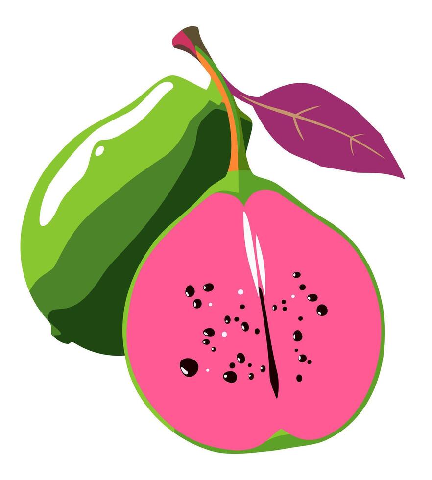 Guava fruit. Bright isolated illustration vector