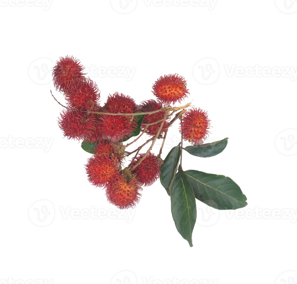 A Bunch of Rambutan Fruit with Leaves on Transparent Background png