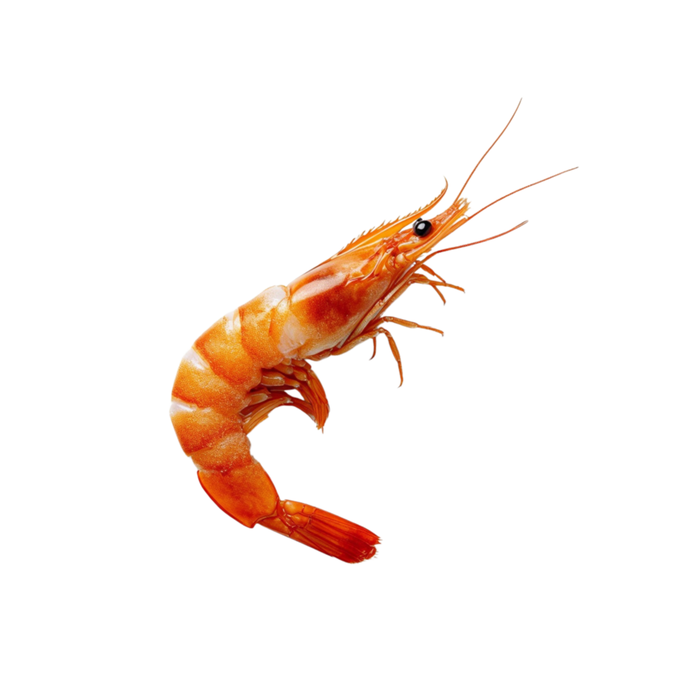 A single shrimp. png