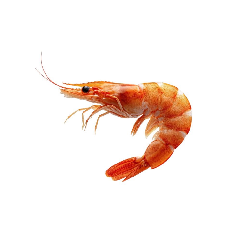 A single shrimp against a transparent background. png