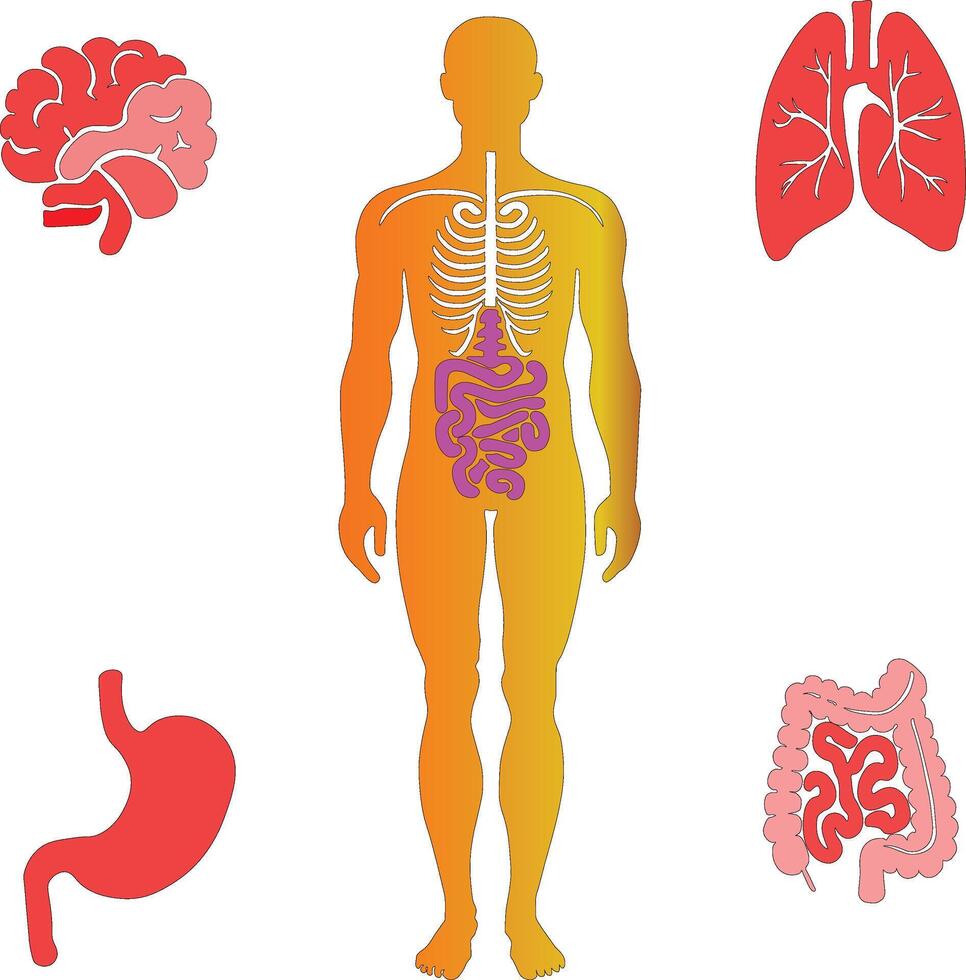 Human body and organs vector