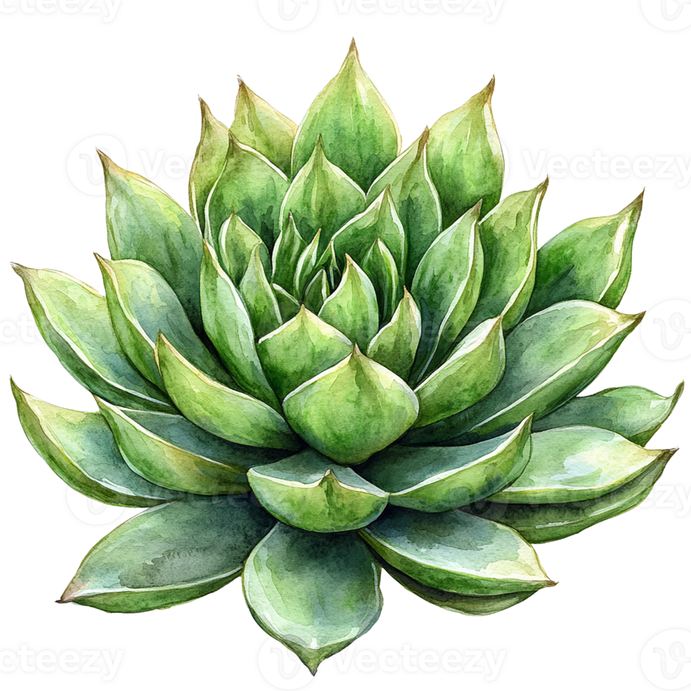Beautiful green succulent plant isolated on a white background. watercolor clipart cartoon png