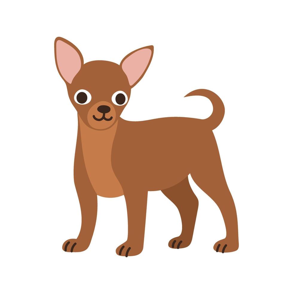 Cute chihuahua dog standing. Pet, breed. Isolated flat illustration vector