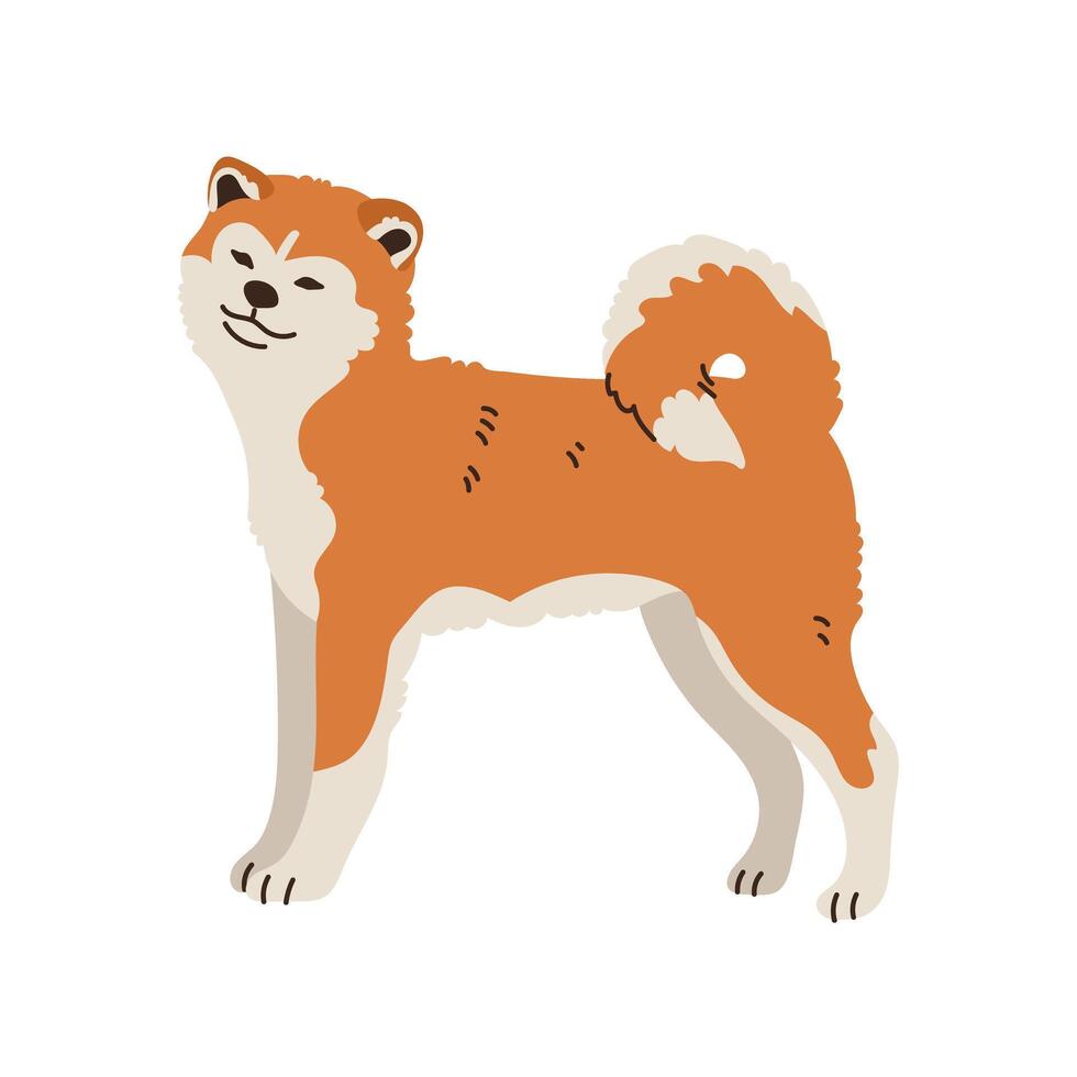 Cute Akita, dog standing. Pet, breed. Isolated flat illustration vector