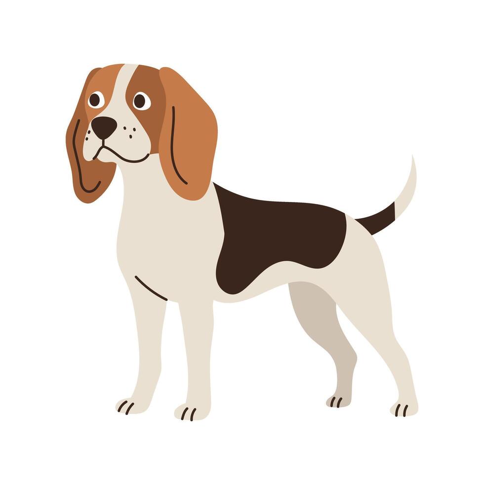 Cute beagle dog standing. Pet animal, breed. Isolated flat illustration vector