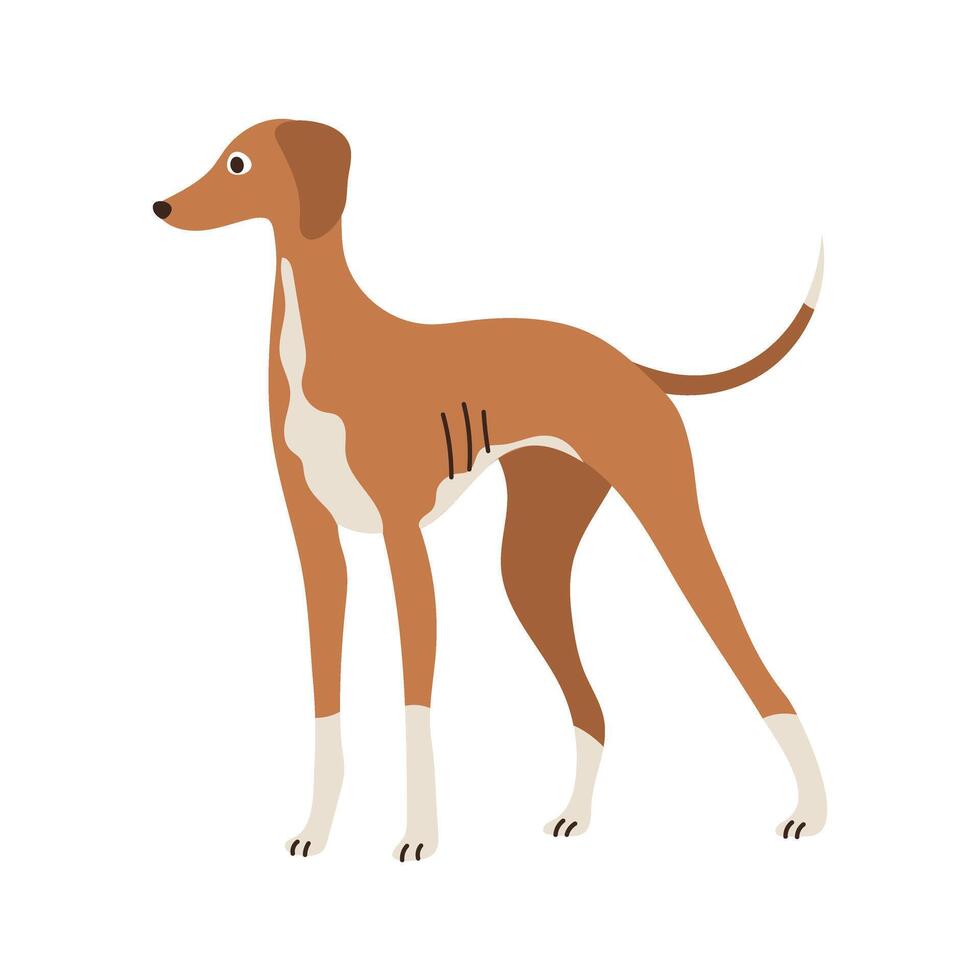 Cute Azawakh dog standing. Domestic animal, breed. Isolated flat illustration vector