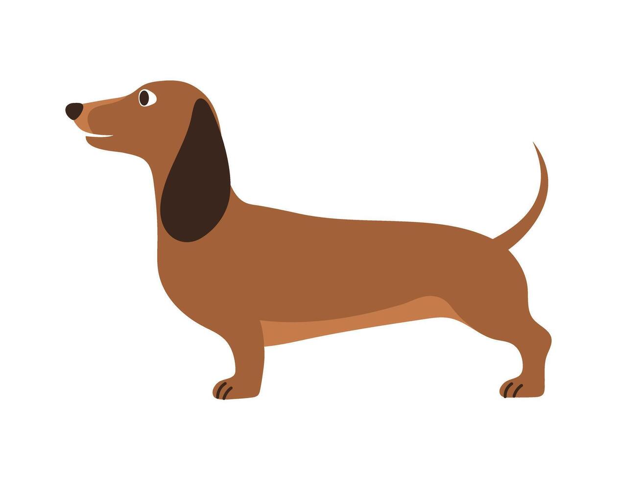 Cute dachshund dog standing. Pet, breed. Isolated flat illustration vector