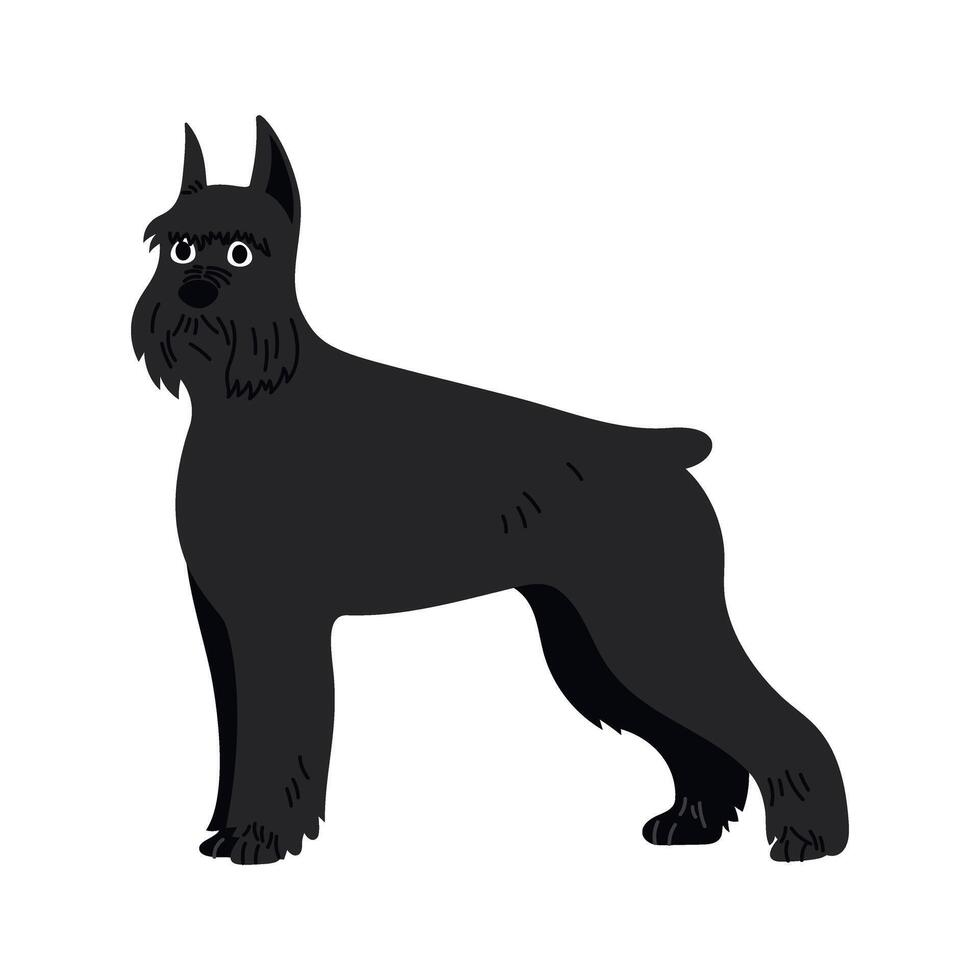 Cute Giant Schnauzer, dog standing. Domestic animal, breed. Isolated flat illustration vector