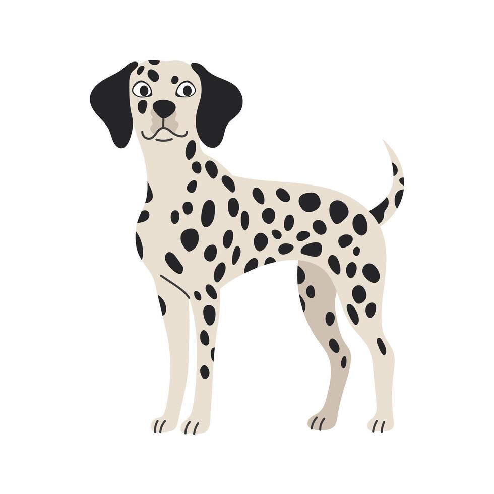Cute Dalmatian dog standing. Pet animal, breed. Isolated flat illustration vector