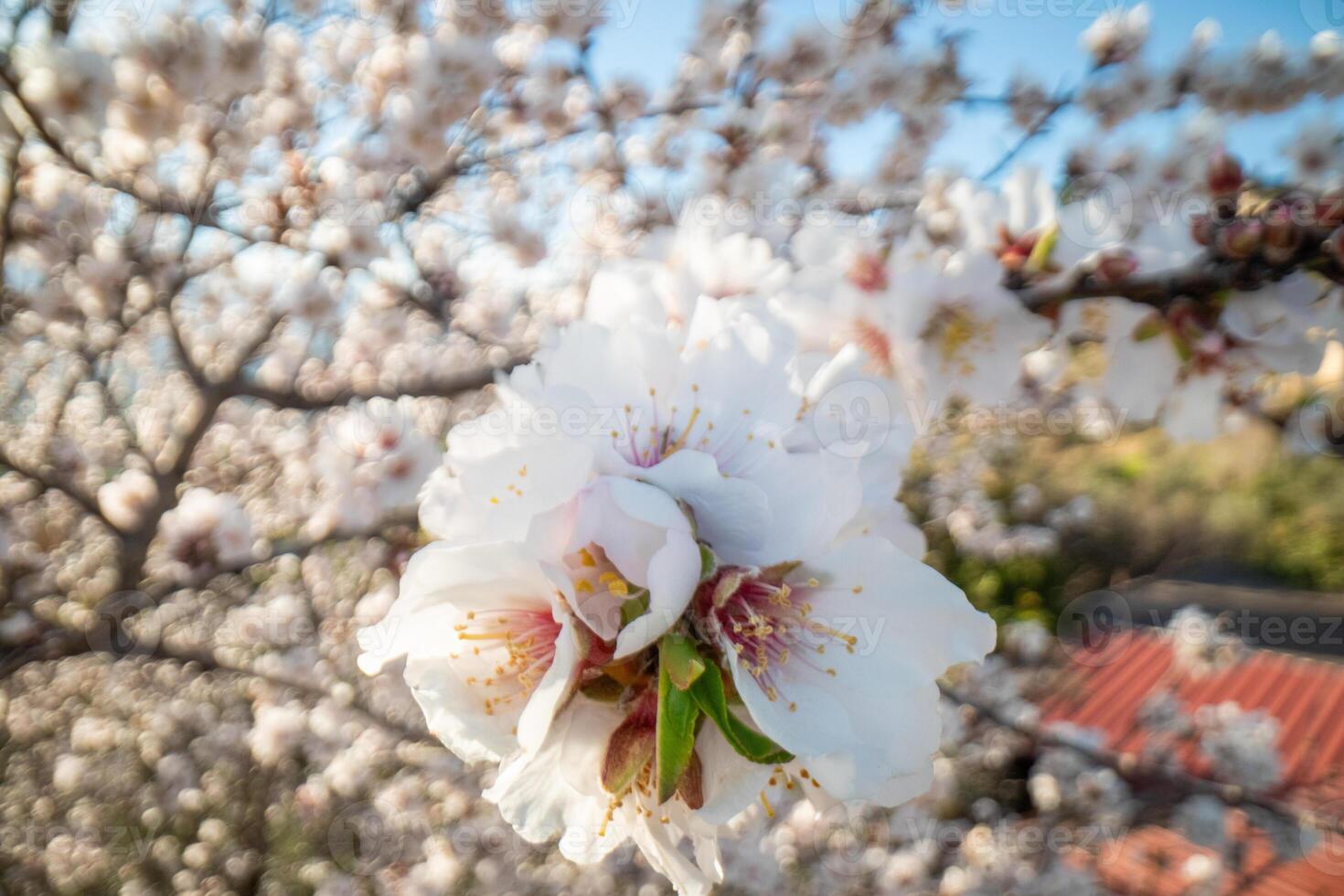 Almond Tree Flowers Close up photo