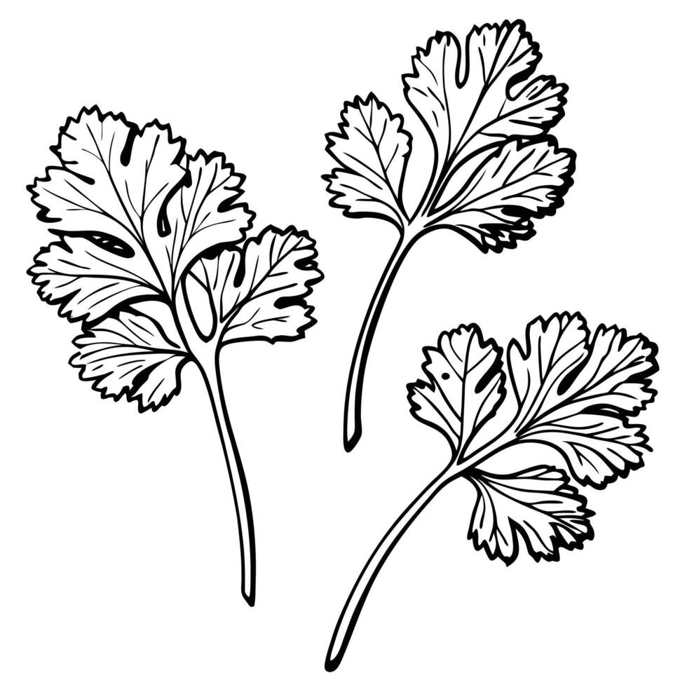 Coriander leaves coloring pages vector