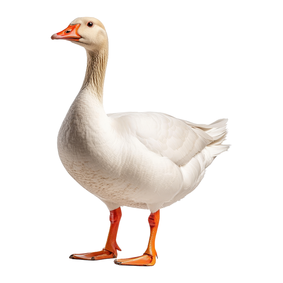 Elegant white goose standing in natural habitat png