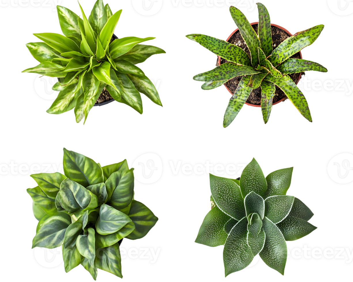 Four Potted Plants Overhead View Green Foliage Variations png