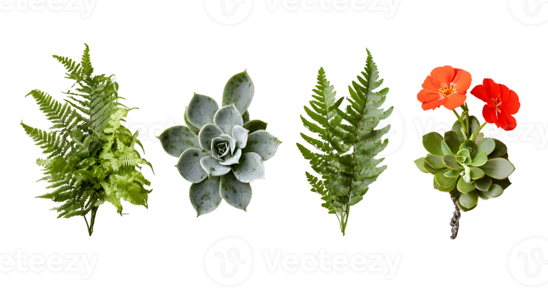 Green Ferns Succulents and Red Flower on Transparent Background png