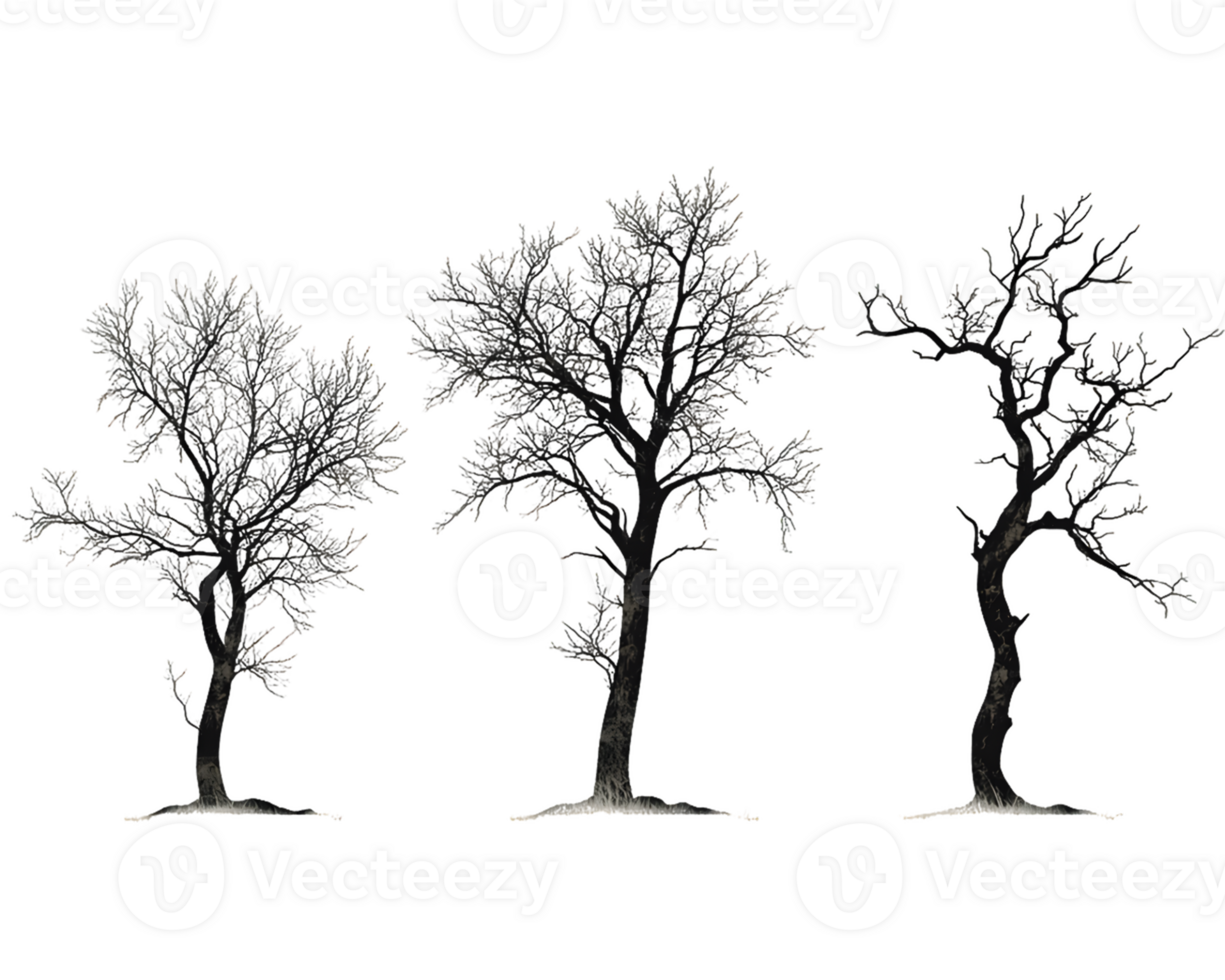 Three Grayscale Trees Isolated on Transparent Background png