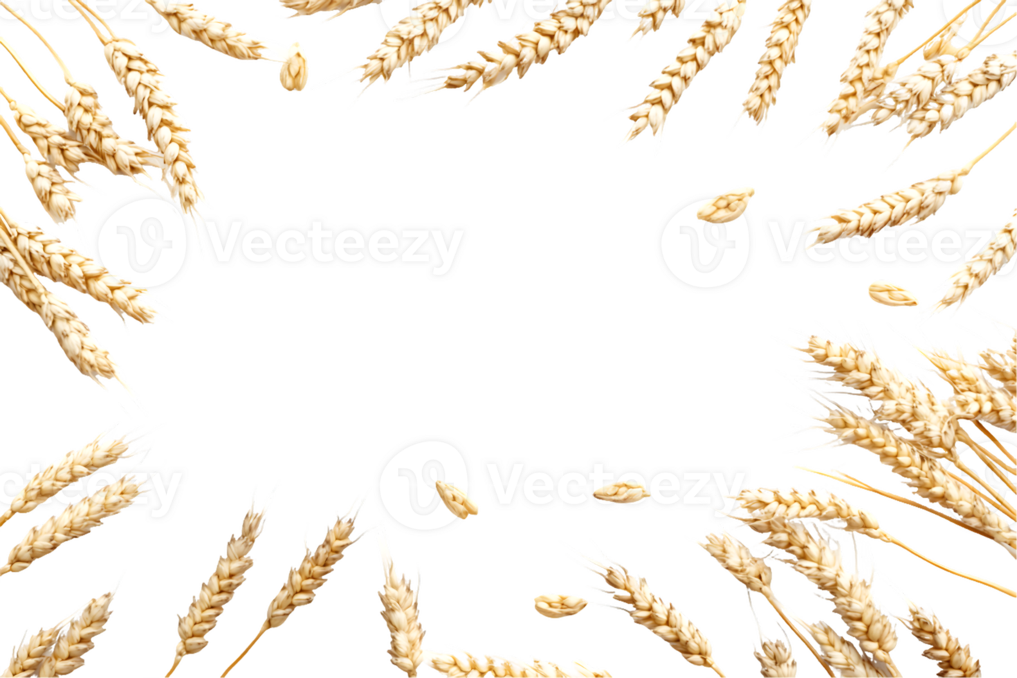 Golden Wheat Stalks Frame on Transparent Background png