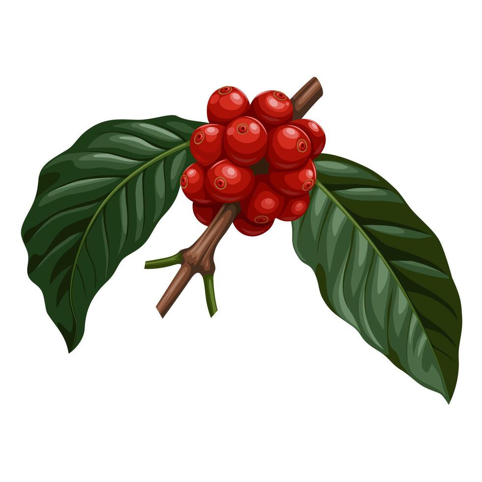 Illustration of red coffee berries, with green leaves, isolated on white background. vector