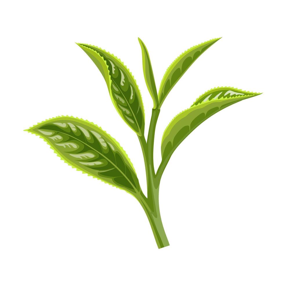 Illustration of fresh green tea leaves, scientific name camellia sinensis, isolated on white background. vector