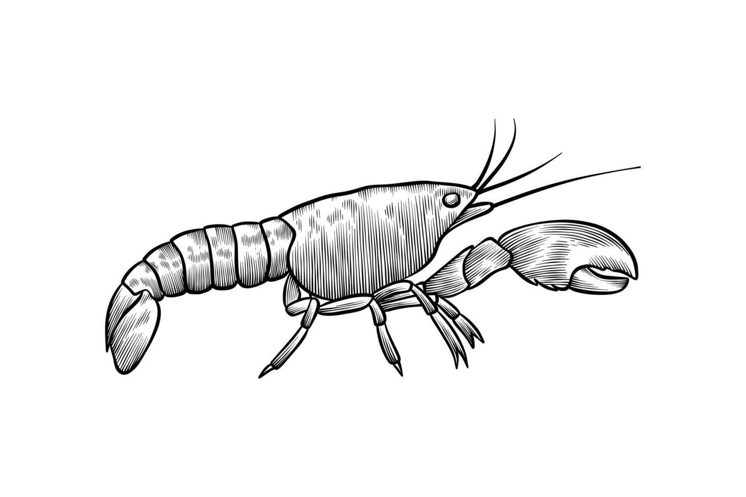 hand drawn black and white crawfish illustration vector