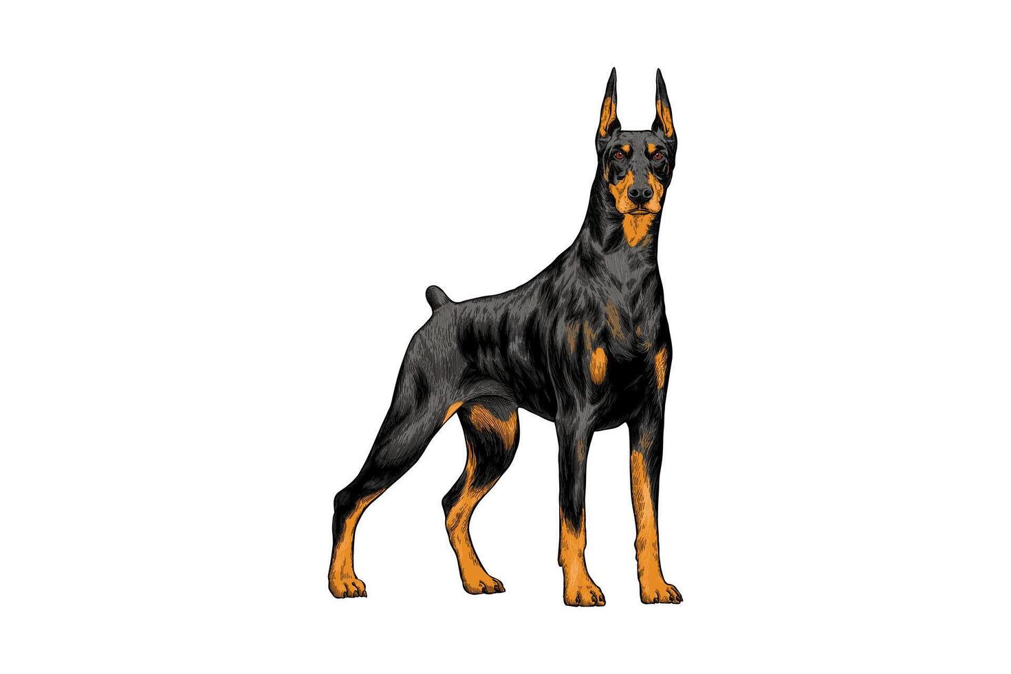 hand drawn doberman dog illustration vector